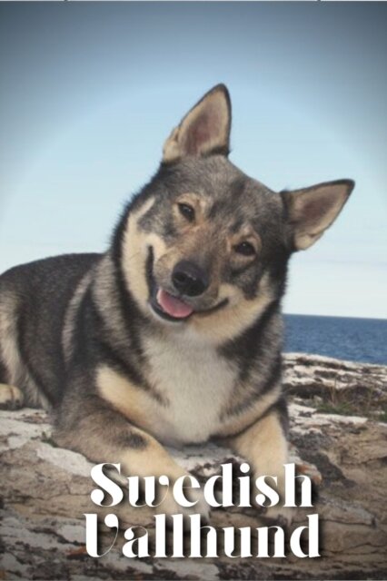 Swedish Vallhund