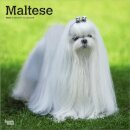 Maltese 2026 Square Flap Calendar