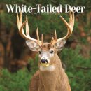 White Tailed Deer Square Wall Sunday Sta