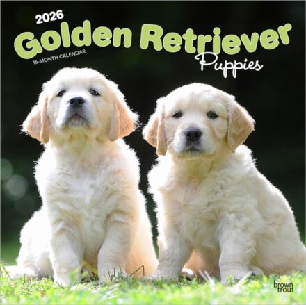 Golden Retriever Puppies 2026 Square Flap Calendar