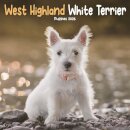 West Highland White Terrier Puppies Squa