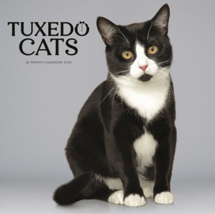 Tuxedo Cats Square Wall Sunday Start Cal