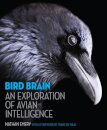 Bird Brain