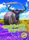Wildebeest Migration