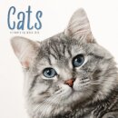 Cats Square Wall Sunday Start Calendar 2