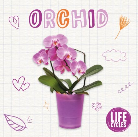 Orchid