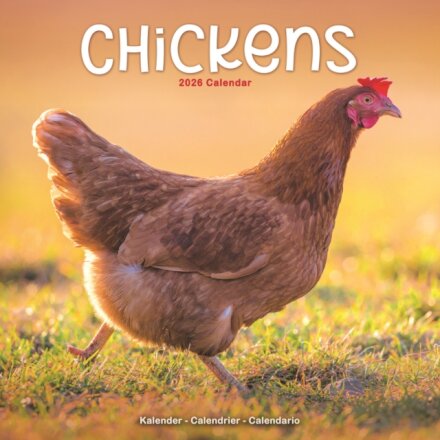 Chickens Calendar 2026  Square Farm Animals & Birds Wall Calendar - 16 Month