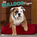 Bulldog Puppies 2026 Square Flap Calendar