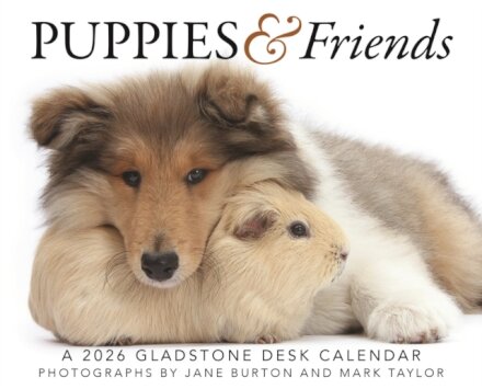 Puppies Friends Box Calendar 2026