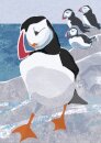 Nature Notebook: Puffin