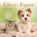 Kittens Puppies Square Mini Sunday Start