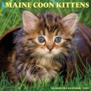Just Maine Coon Kittens 2025 12 X 12 Wall Calendar