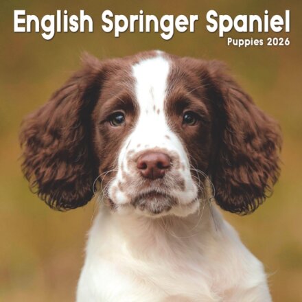 English Springer Spaniel Puppies Square