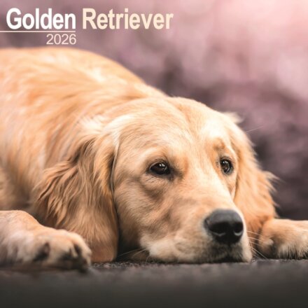 Golden Retriever Calendar 2026  Square Dog Breed Wall Calendar - 16 Month