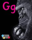 Alpha Stars Gg