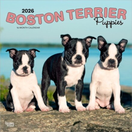 Boston Terrier Puppies 2026 Square Flap Calendar