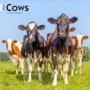 Cows 2026 Square Flap Calendar