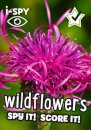i-SPY Wildflowers