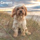 Cavapoo Calendar 2026 Square Dog Breed Wall Calendar - 16 Month