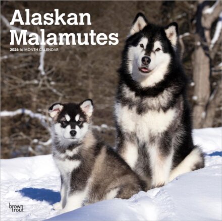 Alaskan Malamutes 2026 Square Flap Calendar