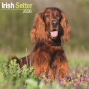 Irish Setter Calendar 2026  Square Dog Breed Wall Calendar - 16 Month
