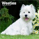 West Highland White Terriers 2026 Square Flap Calendar