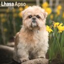 Lhasa Apso Calendar 2026  Square Dog Breed Wall Calendar - 16 Month