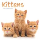 Kittens Square Wall Sunday Start Calenda