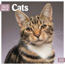 Cats 365 Days Square Wall Calendar 2026