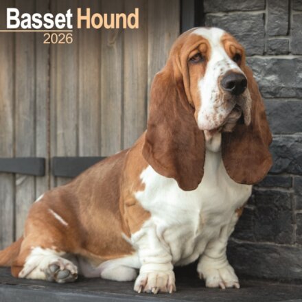 Basset Hound Calendar 2026  Square Dog Breed Wall Calendar - 16 Month