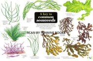 A Key to Common Seaweeds