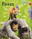 Foxes