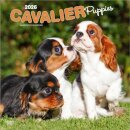 Cavalier King Charles Spaniel Puppies 2026 Square Flap Calendar