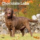Labrador Retrievers, Chocolate 2027 Square Flap