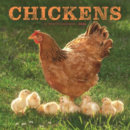 Chickens Square Wall Sunday Start Calend